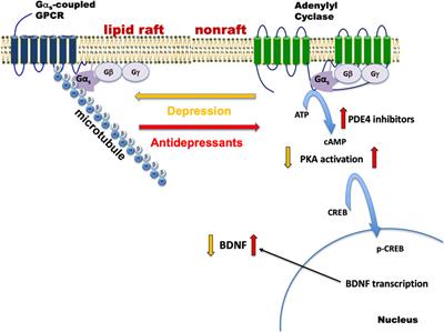 Gαs, adenylyl cyclase, and their relationship to the diagnosis and treatment of depression